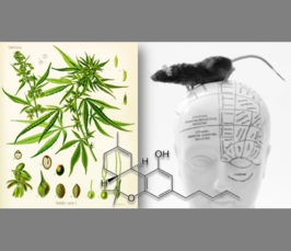 Targeting the endogenous cannabinoid system (ECS) in schizophrenia: preclinical and clinical evidence<i></i> Targeting the endogenous cannabinoid system (ECS) in schizophrenia: preclinical and clinical evidence<i></i>