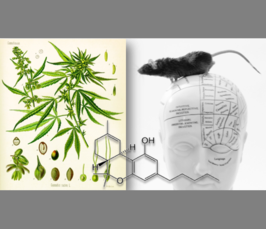 Of Powerhouses, Stars and Weed: Cannabinoid CB1 receptor signaling in the brain - the where matters<i></i>