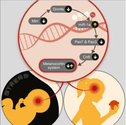 Binge eating seems to mostly affect females. Schroeder et al. show that that late gestation prenatal stress rewires neural circuits in female mice, leading to binge-like behavior, if triggered during adolescence. Remarkably, this predisposition to binge eating can be prevented by a balanced, methyl-rich diet.