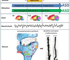 Dissecting Autism heterogeneity in developing mice